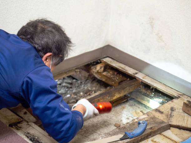 Best Mold Damage Repair  in Winslow, AZ