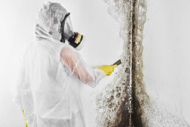 Best Certified Mold Removal  in Winslow, AZ