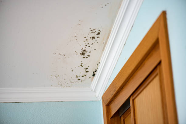 Best Emergency Mold Removal  in Winslow, AZ