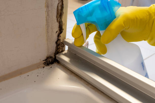 Best Attic Mold Removal  in Winslow, AZ