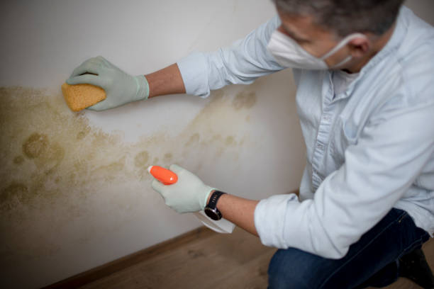 Best Fast Mold Removal  in Winslow, AZ