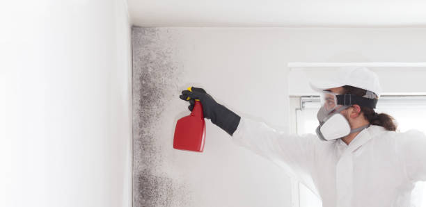 Best Black Mold Removal  in Winslow, AZ