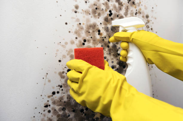 Best Mold Remediation  in Winslow, AZ