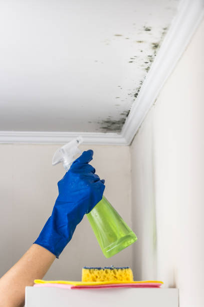 Best Black Mold Removal  in Winslow, AZ